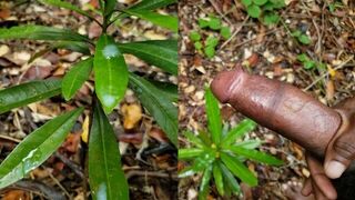 A tree full of Cum Huge Veiny Cock Solo Male Jerks Off and Spray Lots of Cum - porn video